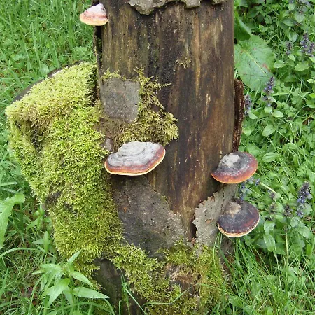 Gemuetliches In Mit Terrasse *